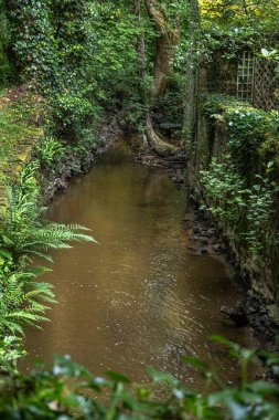 Yeşil bitkiler ve ağaçlarla çevrili sık bir ormanın içinden sessizce akan sakin bir dere. Güneş ışığı yaprakların arasından süzülerek doğa severler için sakin bir atmosfer yaratır..