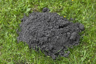 Açık hava ortamında yemyeşil çimenler üzerinde koyu bir toprak yığını bulunur. Toprak, zengin dokusunu ve rengini göstererek bahçıvanlık veya peyzaj faaliyetlerine hazır bir şekilde yeni dönüştürülmüş görünüyor..