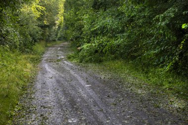 Sakin bir günde yemyeşil yaprakların arasında dolaştığı sakin bir toprak yol. Güneş ışığı ağaçların arasından süzülerek dışarıda yürümek için sakin bir atmosfer yaratır. Doğa aşıkları için mükemmel..