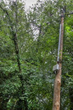 Ormandaki yemyeşil yeşilliklerin arasında bir ahşap elektrik direği duruyor. Tepedeki elektrik hatları ağaç tepe örtüsü boyunca uzanıyor ve doğal ortama karışıyor..