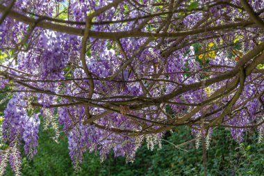 Mor salkımgillerden oluşan parlak salkımlar güçlü bir daldan çağlayarak yemyeşil yaprakların üzerinde sakin bir manzara yaratarak baharın güzelliğini bir bahçe ortamında yakalıyor..