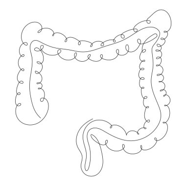 Large intestine in one line style, internal human digestive organ. Gastrointestinal tract, gastritis, human anatomy, biological sketch, medicine. Vector illustration on a white background.