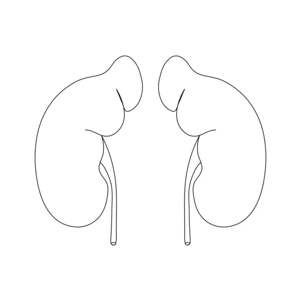 Njure Linje Stil Vit Bakgrund Det Inre Mänskliga Organet Nefrologi — Stock vektor