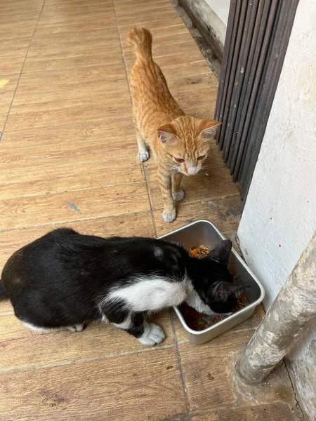 Black and white cat eating dry food in metal container with ginger kitten watching. Stray indonesian wild cat isolated on semi outdoor environment with wooden flooring background