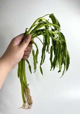 El ele tutuşmak o kadar da taze kangkung ya da çiğ su ıspanağı değil. Sade beyaz arka planda izole yemek fotoğrafçılığı.