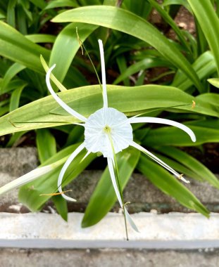 Tek bir Hymenocallis küçük plaj örümceği zambak beyazı taç yaprağı çiçeği. Çiçek yeşili bitki örtüsü yaprakları dikey arkaplanda izole edilmiş bitki fotoğrafçılığı.
