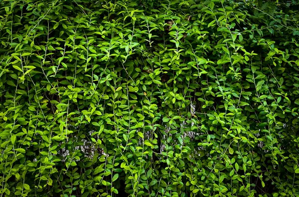 Dark green botanical wall leaves with vignette background isolated on horizontal ratio photography template.