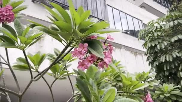Rosa Jasmin Kamboja Blume Auf Baumblättern Mit Starkem Wind Isoliert — Stockvideo