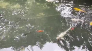Yatay oran videosunda izole edilmiş balık havuzu ortamında yüzen çeşitli renklerde koi balıklarını kapatın. Büyük balık suda yaşayan hayvan..