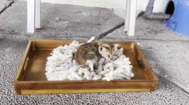 Şirin, küçük çizgili, kahverengi kürklü yavru kedi başıboş gezen vahşi kedi. Ahşap tepsinin üstünde uyuyor ve dinleniyor. Açık teras ortamındaki paspas yatay görüntü oranı yatay oranda izole edilmiş..