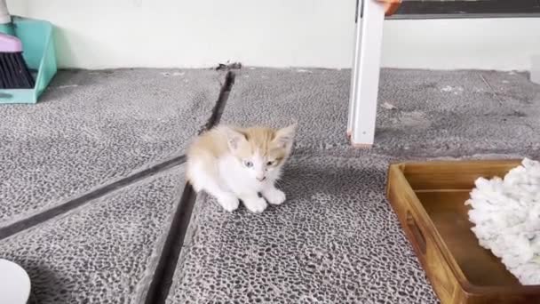 Kecil Lucu Jahe Atau Oranye Dan Putih Bayi Kucing Liar — Stok Video