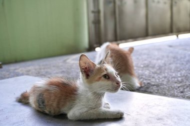 Evcil Endonezyalı vahşi kedi. Benekli beyaz ve kahverengi kürk renkli kedi yavrusu. Teras zemininde yatıp dinleniyor..
