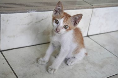 Evcil kedi yavrusu Endonezya 'nın başıboş, turuncu renkli tüylü vahşi kedisi. Ev terası zemin döşeme arka planında oren öbeği.