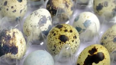Bir grup çiğ bıldırcın yumurtası kabuğu plastiğin üzerinde saydam yumurta kabukları döner veya döner yatay oran arkaplanı üzerinde izole.
