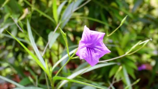 Paars Violet Gekleurde Bloem Bunga Kencana Ungu Mexicaanse Bluebell Bewegende — Stockvideo