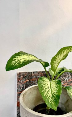 Dumb canes or dieffenbachia spotted big leafed home garden potted plants isolated on vertical ratio plain white walls with slight hint of warm sun lights.