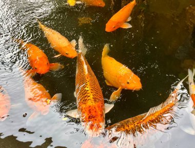 Turuncu ve sarı sazan balıklı koi gölü suyu yatay suda izole edilmiş..
