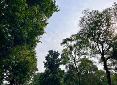 Güçlü dalları ve yeşil yaprakları olan ağaç mavi güneşli arka planda yatay oranda izole edilmiş. Açık havada doğal fotoğrafçılık.