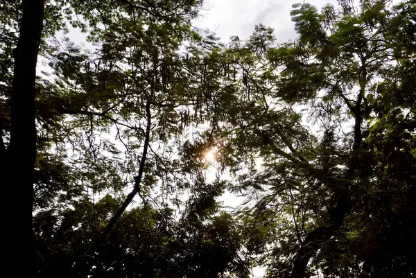 Yüksek ağaç yaprakları ve dallar arasındaki sıcak güneş ışığı yatay ormanlık ya da park yeri arka planında izole edilmiş..