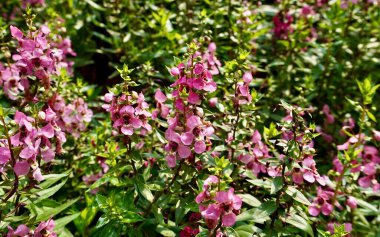 Beautiful pink Narrowleaf Angelon flowers isolated on horizontal ratio green leaves with natural bright sun lights. clipart