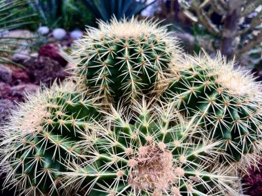 Keskin dikenli güzel altın varil top kaktüsleri. Doğal kaktüs sulu botanik objeleri kapatın. Doku fotoğrafçılığı dış çevre arka planında izole edilmiştir..