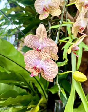 Doritaenopsis orchid flowers petal with calm pinky orange colors. Natural botanical object photography isolated on vertical outdoor environment green leaves background. clipart