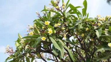 Beyaz ve sarı frangipani ya da ağaç dalları üzerindeki Kamboja çiçekleri ve yeşil yapraklar yatay mavi arka planda yalıtılmış rüzgarlar tarafından sallanıyor..