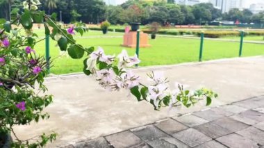 Güzel beyaz Bougenville kağıt çiçekleri sakin rüzgarlar nedeniyle hareket ediyor. Yatay oran parkı arka planında izole edilmiş..