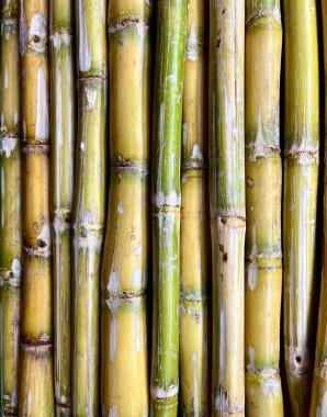Şeker kamışı bitki grubu dikey oranda tam çerçeve arkaplanda izole edildi.