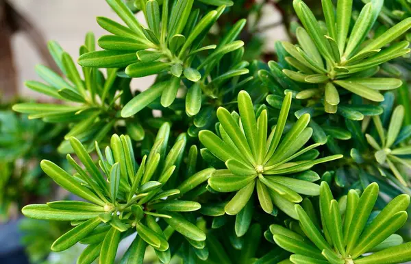 stock image Groups of beautiful green blooming shape leaves isolated on horizontal ratio background.