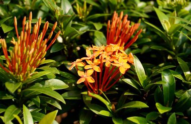 Ixora chinensis Red, bunga soka, ya da yatay yeşil yapraklara izole edilmiş Çin ixora çiçekleri..