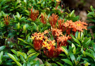 Ixora chinensis Red, bunga soka, ya da yatay yeşil yapraklara izole edilmiş Çin ixora çiçekleri..