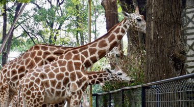 İki güzel zürafa hayvanat bahçesi hayvanı, uzun boyunlu, yüksek ağaçtan yeşil yapraklar yiyor. Yatay doğal yaşam alanı arka planında izole edilmiş..