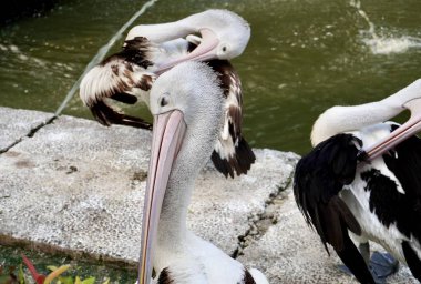 Şirin ve güzel pelikan kuşları kürklerini temizliyor yatay oranda izole halde açık havada su havuzu ve taş kaldırım arka planında..