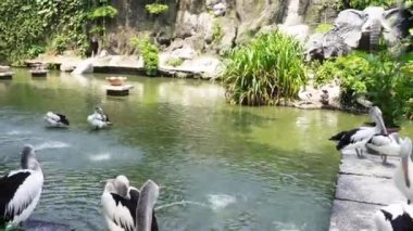 Siyah beyaz pelikan kuşlarından oluşan şirin ve güzel gruplar yatay yeşil su havuzu ve taş beton kaldırım zemininde izole edilmiş görüntüler..