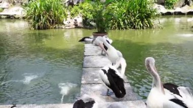 Siyah beyaz pelikan kuşlarından oluşan şirin ve güzel gruplar yatay yeşil su havuzu ve taş beton kaldırım zemininde izole edilmiş görüntüler..
