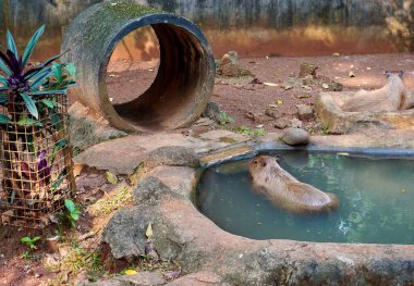 Capybara büyük kemirgen hayvanlar küçük taş havuz suyu yatay hayvanat bahçesi habitat arka planı izole.