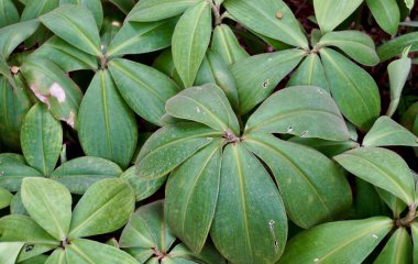 Yeşil bitki yaprakları yatay olarak tam çerçeve dış planda izole edilir.