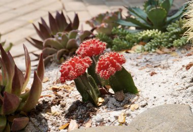 Gymnocalycium mihanovichii ya da kırmızı ay kaktüsü sulu bitkiler yatay kum dış zemin üzerinde izole.