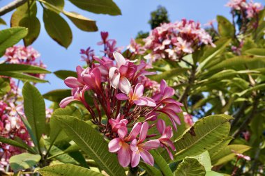 Pembe frangipani veya Plumeria çiçekleri. Bunga kamboja merah muda yeşil ağaç yaprakları ve parlak yatay gökyüzü arkaplanı.