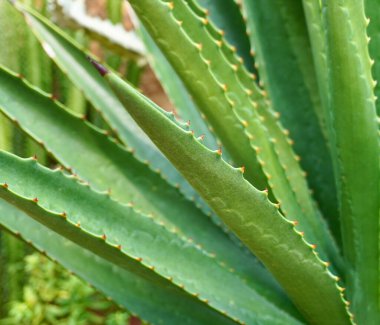 Dikenli kenarları olan yeşil sivri ağaç yaprakları. Aloe vera tesisi çevre arka planında izole edildi.