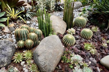 Altın fıçı kaktüs, parodi magnifica, echeveria, Afrika süt bitkisi ve yatay kuru bahçe taşları ve toprak yüzey arka planında izole edilmiş diğer sulu bitkiler..