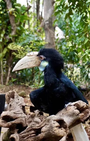 stock image Wreathed hornbill or burung julang bird isolated on vertical outdoor green botanical tree leaves and woods environment background.