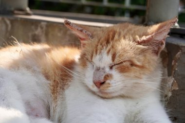Tatlı turuncu ve beyaz sokak kedisi yüzü yatay açık hava güneşli arka planda uyuyor..