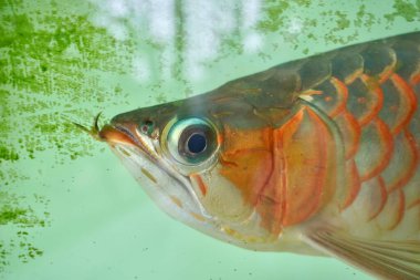 Arowana balık başı kısmını kapatın. Yatay yosunlu yeşil su akvaryumu arka planında izole edilmiş..