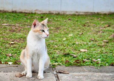 Bir dişi sokak kedisi, beyaz ve kahverengi benekli kısa saçlı. Kaldırımda oturuyor. Açık hava parkının arka planında izole edilmiş..