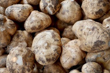 Bengkoang, jicama ya da pachyrhizus erosus ham gıda nesnesi yığını yatay tam çerçeve üzerinde izole edilmiş..