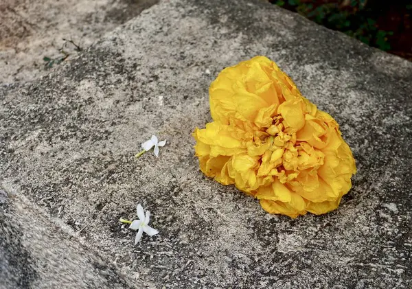 Cochlospermum Regium ya da sarı pamuk ağacı yatay dış yüzey kabataslak taş zeminine düşmüş..