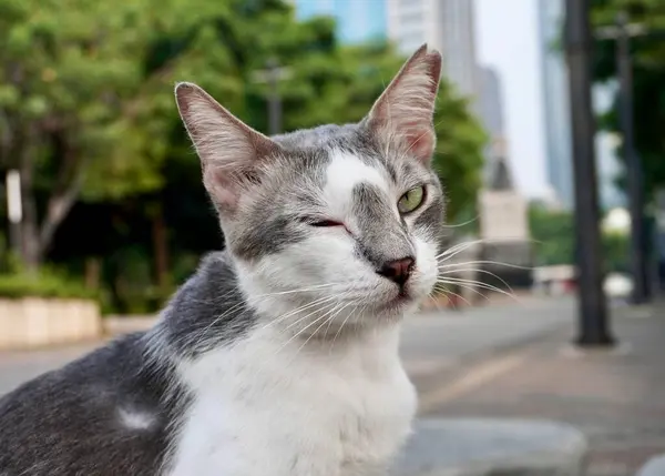 stock image Gray and white colored cute stray wild cat face portrait with playful wink expression isolated on horizontal outdoor park environment background.