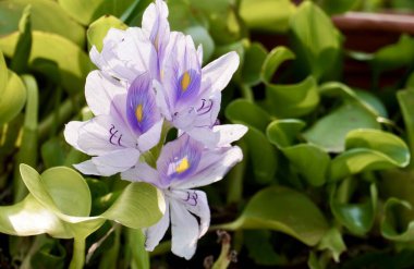 Water hyacinth, Eichornia crassipes, Pontederia crassipes, or eceng gondok beautiful violet purple floral botanical aquatic plant isolated on horizontal ratio background. clipart